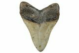Serrated, Fossil Megalodon Tooth - North Carolina #272855-1
